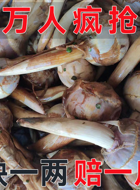 苏北茨菇新鲜时令蔬菜小慈姑鲜茨菰江苏慈菇现挖农家非云南山茨菇