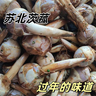 苏北茨菇新鲜时令蔬菜小慈姑鲜茨菰江苏慈菇现挖农家非云南山茨菇