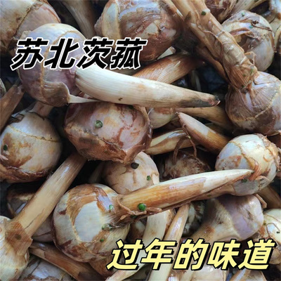 苏北茨菇新鲜时令蔬菜小慈姑鲜茨菰江苏慈菇现挖农家非云南山茨菇
