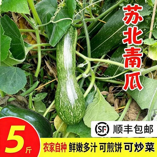 顺丰切断现摘苏北农家嫩南瓜