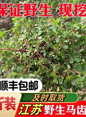 顺丰马齿苋新鲜野菜马齿笕苏北农家现摘蔬菜马齿菜马苋菜马刺菜