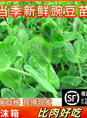 顺丰江苏豌豆尖新鲜蔬菜现摘当季豌豆苗时令苏北农家自种非四川菜