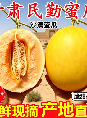 甘肃民勤沙漠当季现摘脆甜蜜瓜