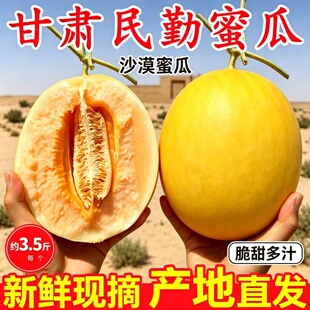 正宗甘肃民勤蜜瓜沙漠新鲜水果当季黄金甜瓜现摘现发黄河脆甜香瓜