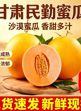 甘肃民勤沙漠当季现摘蜜瓜
