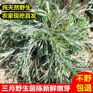 陕西新鲜野生茵陈精选白蒿芽药食同源野菜农家现摘现发