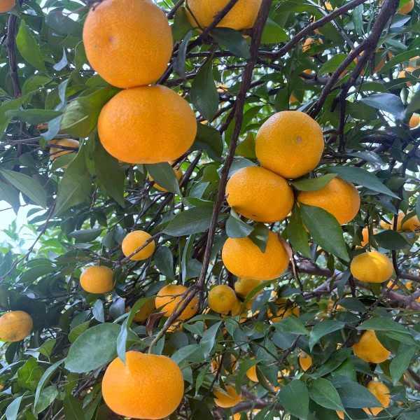 助农正宗台州特产现摘黄岩薄皮本地早蜜桔当季农产品柑橘新鲜水果