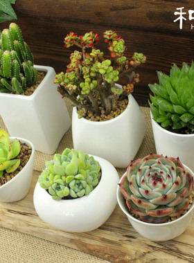 白色陶瓷简约创意个性肉肉植物白瓷多肉花盆手工特价小大口径组合