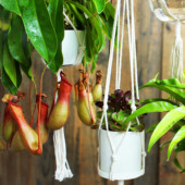 手工编织棉绳麻绳花盆吊挂绳网兜垂吊绿植盆栽多肉挂壁悬挂盆吊绳