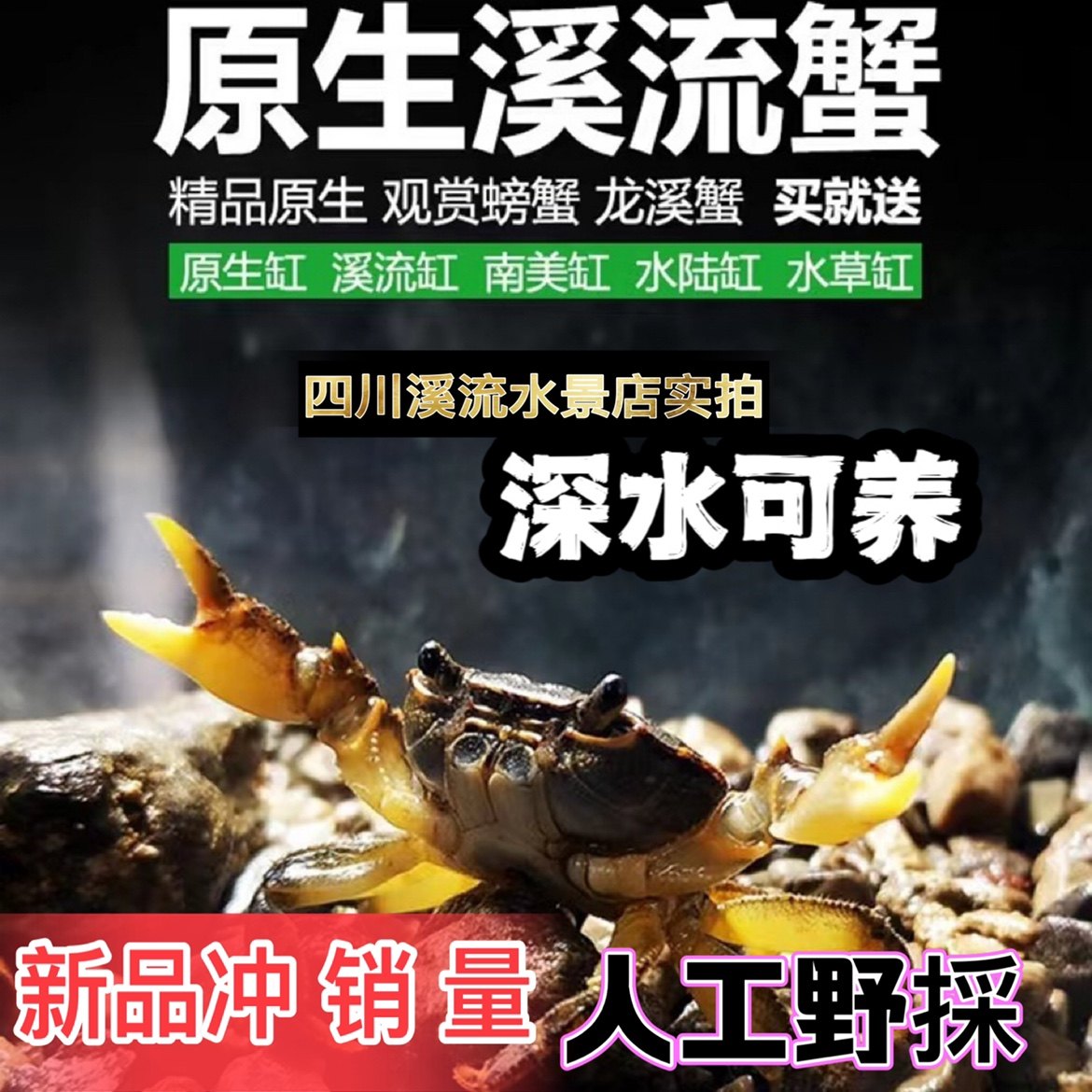 冷水观赏蟹淡水原生溪流蟹山螃蟹河蟹水族迷你小螃蟹龙溪蟹吃残食