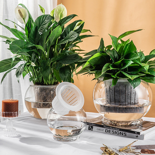 玻璃花盆紅掌水培植物器皿創(chuàng)意北歐透明大號(hào)圓形銅錢草綠蘿花瓶