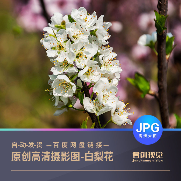 原创摄影作品春天公园里盛开的梨花单反数码高清照片jpg拍摄素材