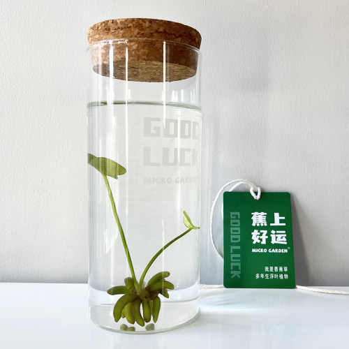 MICROGARDEN香蕉草生态瓶正能量