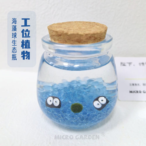工位宿舍懒人海藻球解压绿植