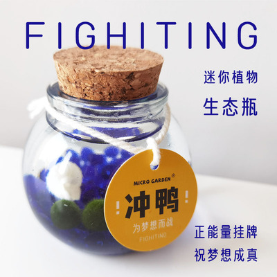 掌心花园海藻球生态瓶桌面小宠物