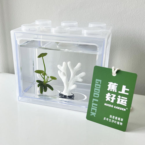 MICROGARDEN香蕉草生态瓶趣味