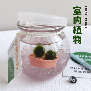 海藻球生态瓶马里莫室内桌面水生小植物宠物微景趣味ins创意礼物