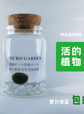 marimo海藻球生态瓶 水藻球马里莫水培植物玻璃瓶随身瓶 桌面宠物