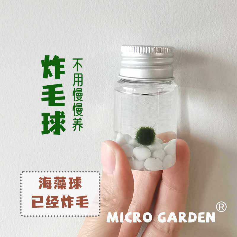 海藻球随身瓶小植物桌面宠物口袋迷你生态瓶趣味礼物diy 新手推荐