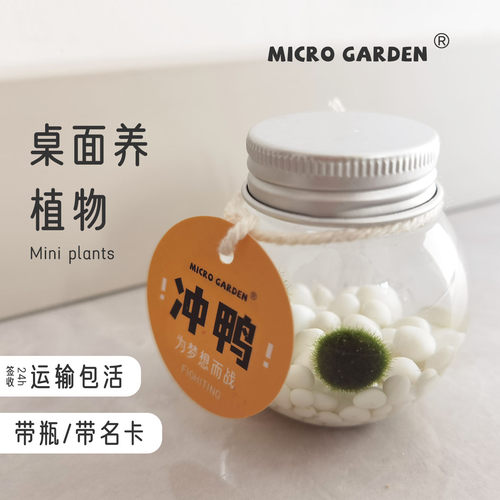 海藻球微景观迷你植物盆栽桌面懒人学生水培生态瓶小宠物好带走