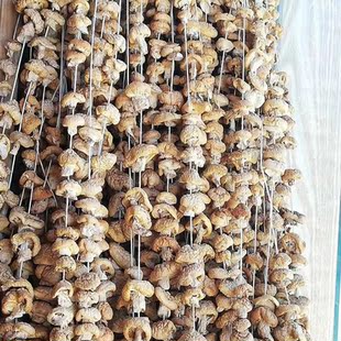 高原野生石渠白菌炖鸡炖鸭菌菇藏区正宗正品草原香菇包煲汤干货