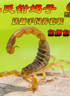 马氏正钳蝎东亚钳蝎子活体桌面新潮宠物蝎荒漠蝎造景可群养包活