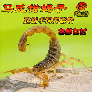 马氏正钳蝎东亚钳蝎子活体桌面新潮宠物蝎荒漠蝎造景可群养包活
