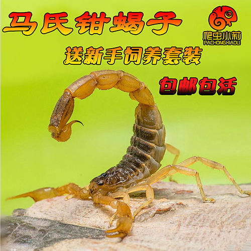 马氏正钳蝎东亚钳蝎子活体桌面新潮宠物蝎荒漠蝎造景可群养包活
