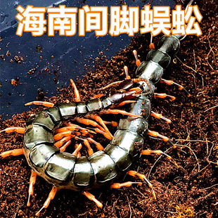 海南间脚泰国红龙越南巨人少棘多棘宠物异宠爬宠爬虫蜈蚣包活猛宠
