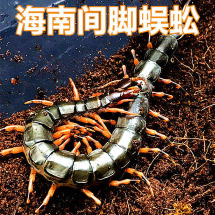 海南间脚泰国红龙越南巨人少棘多棘宠物异宠爬宠爬虫蜈蚣包活猛宠