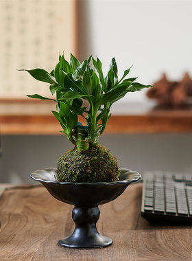 文昌竹4支苔藓球金榜题名粗杆带根客厅办公桌面摆件盆栽招财运