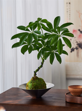 造型鸭脚木苔藓球办公室绿植室内植物花卉盆栽招财好养乔迁送礼