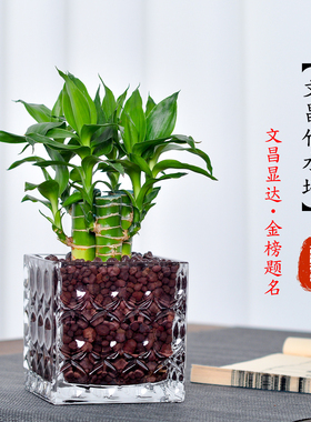 文昌竹4支富贵竹带根水养粗杆水生盆景植物室内水培步步高升摆件