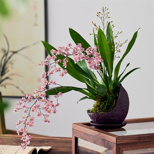 文心兰盆栽带花苞香水粉色梦香兰跳舞兰客厅室内桌面年宵花卉绿植