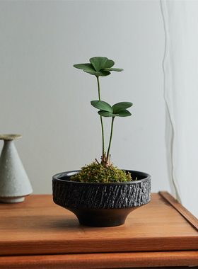 墨西哥铁苔藓球桌面书房新中式禅意常青绿植室内植物铁树幸运草