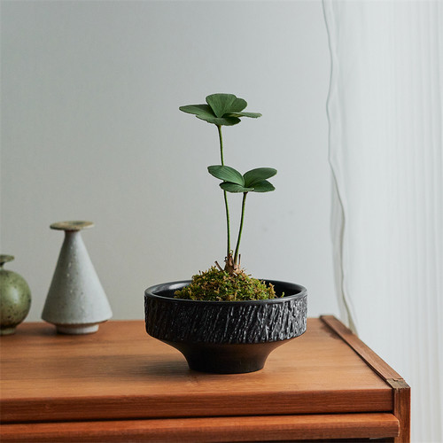 墨西哥铁苔藓球中式盆景四叶草