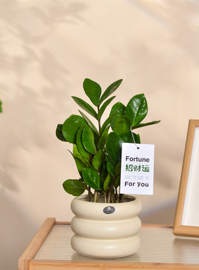 招财植物金钱树盆栽发财树室内绿植净化空气除甲醛懒人好养盆景in