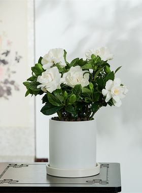 浓香栀子花盆栽花卉植物室内水培绿植四季好养带花苞观花桌面盆景