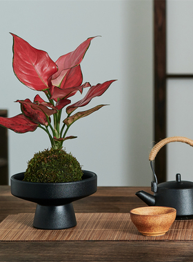 苔藓球如意吉利红绿植盆栽净化空气茶几植物盆景室内办公室新中式