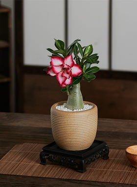 沙漠玫瑰盆栽花卉开花绿植高级感客厅办公室好养室内多肉植物