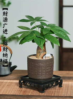 发财树盆栽绿植花卉富贵竹招财植物办公室内情绪解压盆景开业送礼