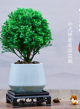 雾松盆栽植物室内四季常青绿植好养易活阳台办公室桌面绿色小盆景