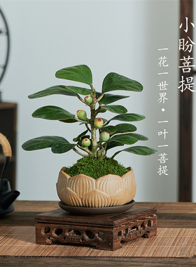 小盼菩提树盆栽植物室内花卉禅意摆件新中式办公室内桌面绿植盆景