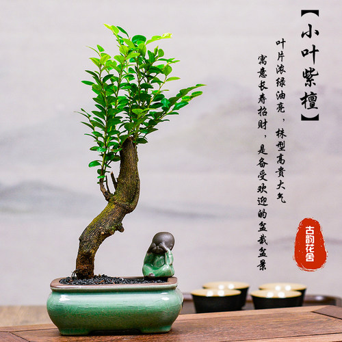 小叶紫檀室内盆栽四季常青老桩树