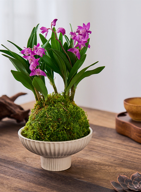 石斛兰苔藓紫色兰花盆栽室内绿植含盆易养护办公桌面装饰植物好养