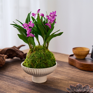 石斛兰苔藓紫色兰花盆栽室内绿植含盆易养护办公桌面装饰植物好养