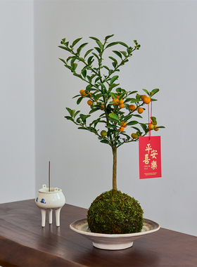 招财金豆盆景四季常绿挂果室内阳台吉祥绿植黄金满枝好养年宵摆件