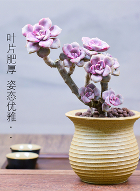 紫乐老桩多肉植物悬崖桩多头肉肉花卉室内盆栽大株阳台大颗绿植花
