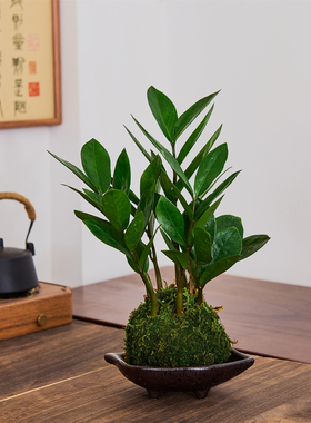 招财金钱树苔藓球中式禅意办公室客厅茶座水培好养绿植四季常青