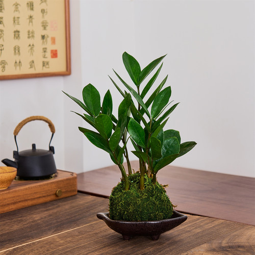 招财金钱树苔藓球中式绿植